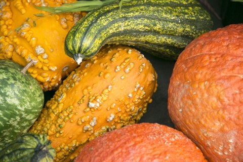 Close up of autumn pumpkins and gourds