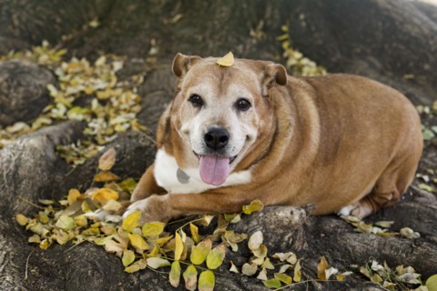 Senior dog resting in fall leaves