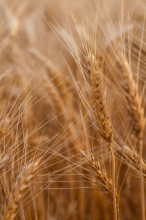 Close-up of wheat growing in field