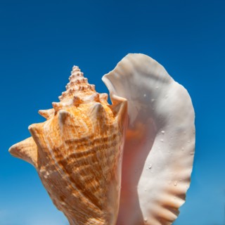Tropical sea shell against clear sky