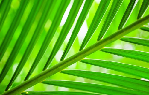 Close-up of tropical green leaf