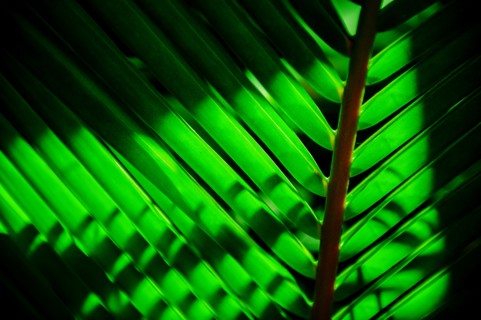 Close-up of tropical green leaf