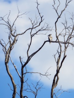 Kookaburra perching in dead tree