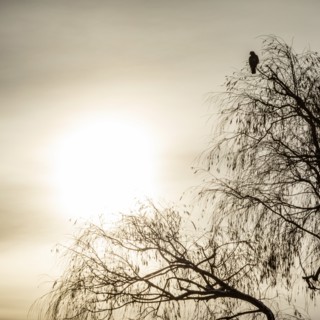 Lone hawk sitting in winter tree