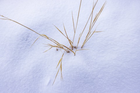 Close up of wild grass in snow