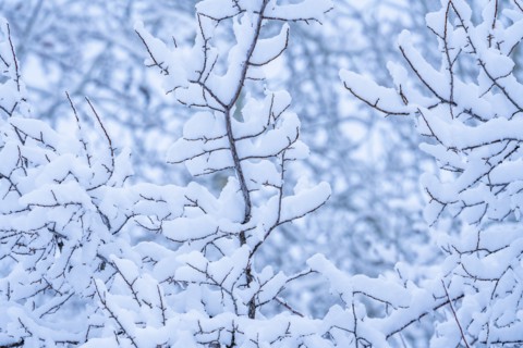 Detail of tree branches with fresh snow