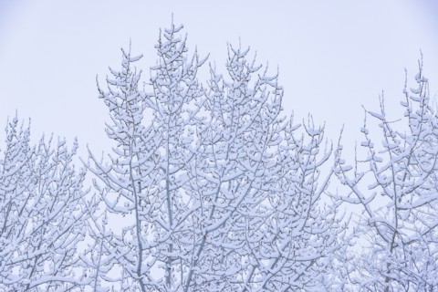 Fresh snow on tree branches