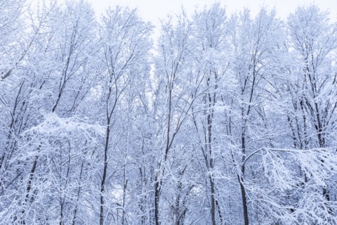 Trees covered with fresh snow