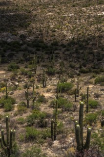 USA, Wyoming, Cacti growing in desert landscape