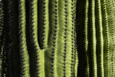 Close-up of green cactus with rows on thorns