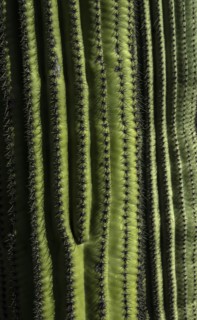 Close-up of green cactus with rows on thorns