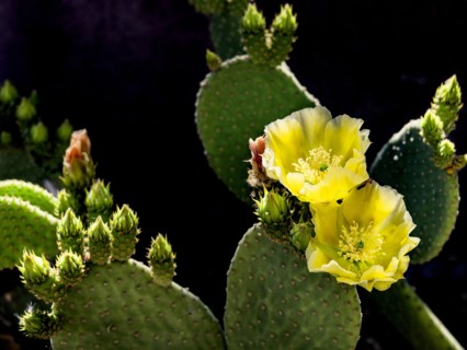 Close-up of blooming prickly pear cactus