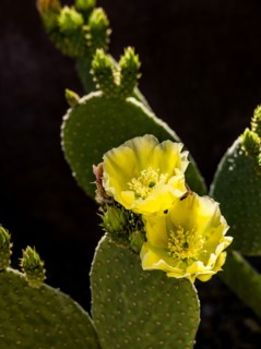 Close-up of blooming prickly pear cactus