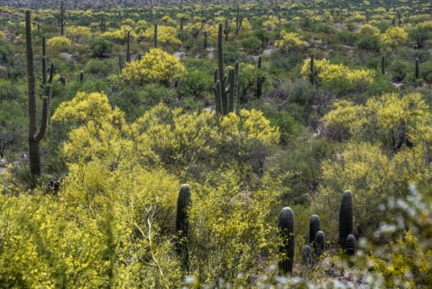 Cacti and bushes growing in desert landscape