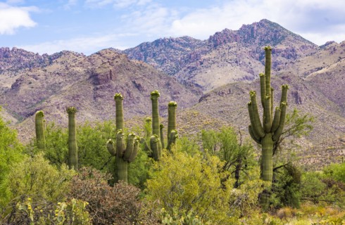 Cacti and bushes growing in desert landscape