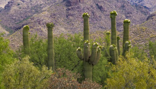 Blooming cacti and bushes growing in desert landscape