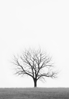 Lone bare tree growing in empty field