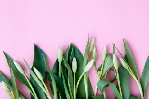 Tulip buds and leaves against pink background