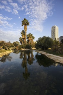 Palm trees by pond in city park