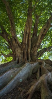 Green tree with large roots