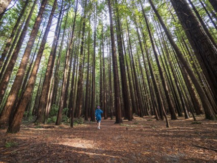 Person hiking in redwood forest
