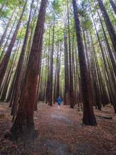 Person hiking in redwood forest