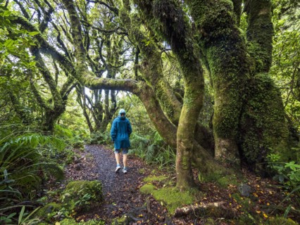 Hiker walking in forest