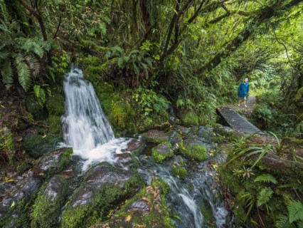 Hiker walking in forest