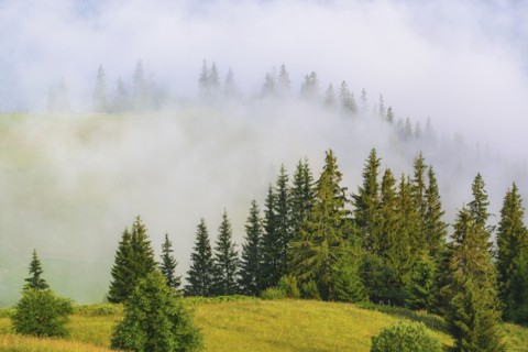 Foggy rolling landscape in Carpathian Mountains