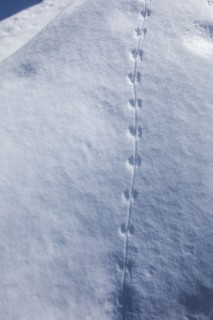 Close-up of animals tracks in snow