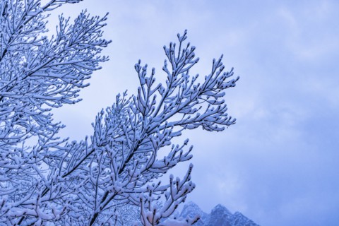 Tree branch covered with snow