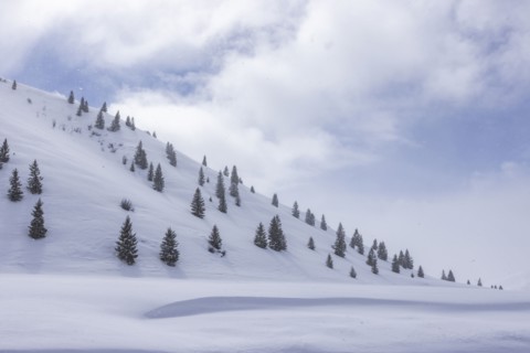 Fir trees growing on ski slope