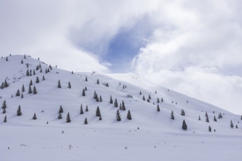 Fir trees growing on ski slope