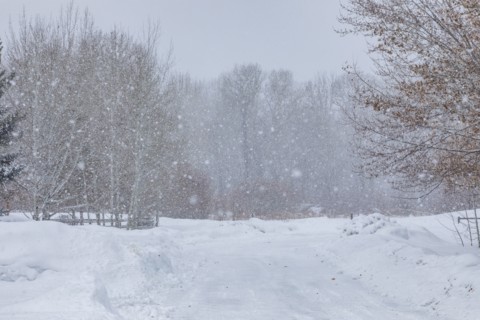 Forest road during blizzard in winter