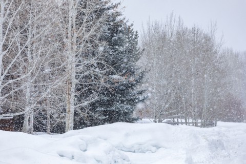 Snowdrift in forest during blizzard in winter