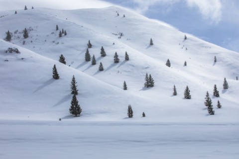 Fir trees growing on ski slope