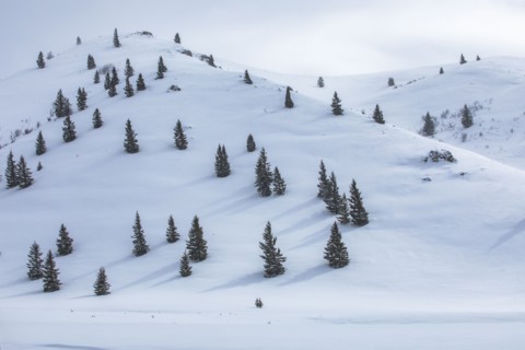 Fir trees growing on ski slope
