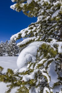 Fir tree covered with snow