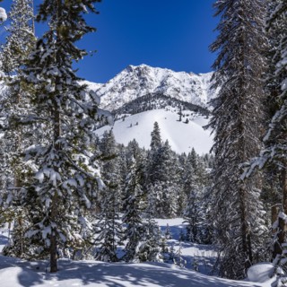 Scenic view of mountains and forest in winter