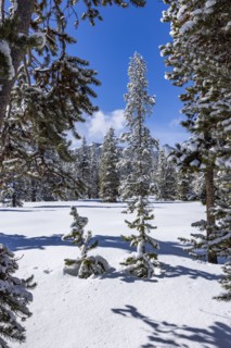 Scenic view of mountains and forest in winter