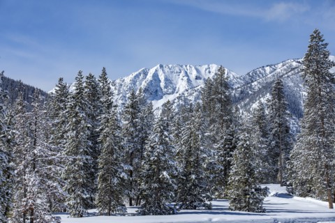 Snow-covered mountain peaks and trees