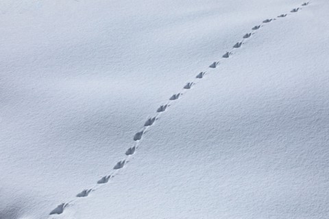Pattern of animal tracks in snow