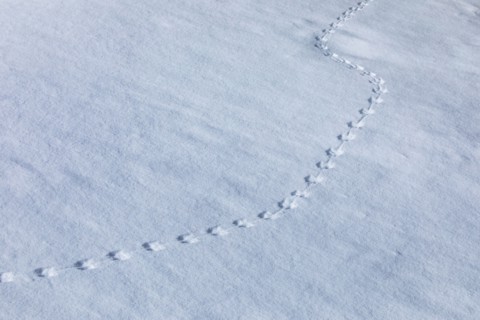 Animal footprints in snow