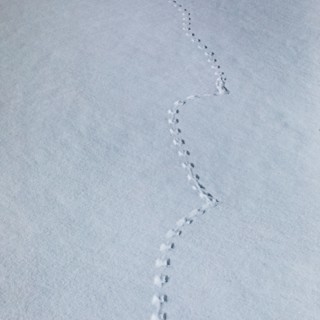 Animal footprints in snow