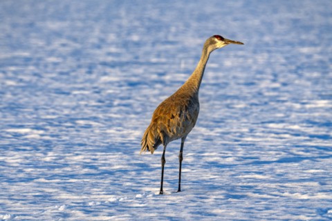 Crane standing in snow
