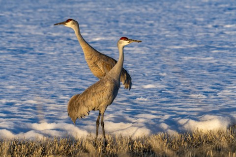Cranes standing on ground at late spring