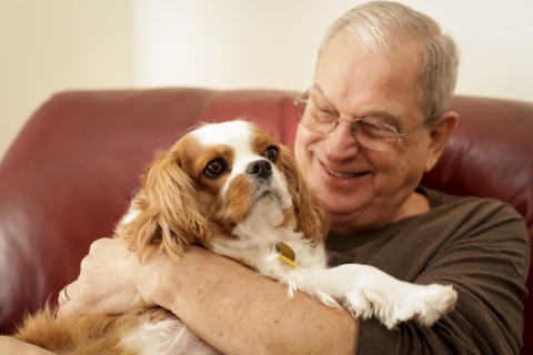 Senior man holding cavalier king charles spaniel at home