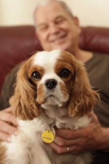 Cute cavalier king charles spaniel sitting on owners lap and looking at camera