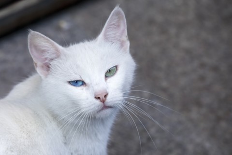 White cat with heterochromia looking at camera