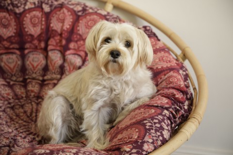 West Highland terrier resting in armchair